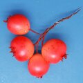 Granatapfel-Bund