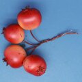 Granatapfel-Bund Dkl.Rot