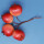 Granatapfel-Bund Dkl.Rot